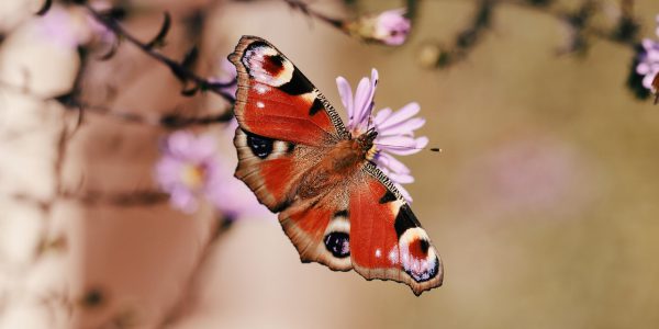 christina9999-peacock-butterfly-9064440_1280