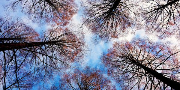 treetops-2991743_1280